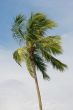 palm tree on blue sky background