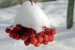 Winter berry