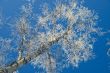 Tree, hoarfrost, sky.