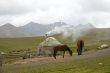Horses. Mountains