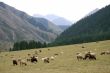 Mountain pastures.