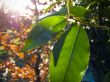 Sunny Leave