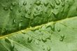 Macro of evergreen leaf with water drops