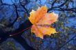 autumn leaf on the water
