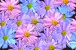 Many-colored flowers