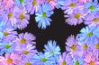 Many-colored flowers