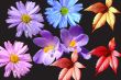 Many-colored flowers and leaves