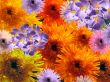 Many-colored flowers