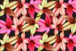 Many-colored  leaves