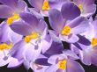 Crocuses