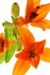 abstract picture with three lilys