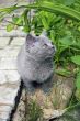 british cat