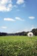 Meadow background