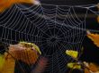 morning dew