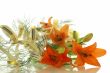 floral composition of lilies