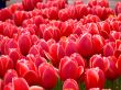 Red Tulips in a park