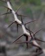 Thorn Closeup
