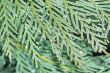 Cypress macro