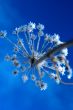 grass with snowflake