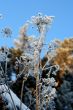 grass with snowflake