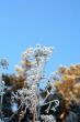 grass with snowflake