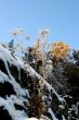 grass with snowflake