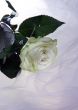 White rose