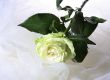 Greenish rose