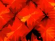 Autumnal leaf abstract
