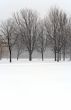 Trees during winter blizzard
