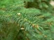 Fir twig with dew drops - horizontal
