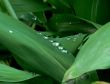 Lily leaves with dew drops
