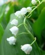 Lily of the valley