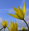 Wild yellow tulip