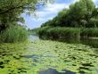 Summer lake with green lilies