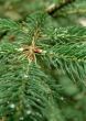Fir twig with dew drops - vertical