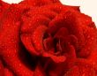 Red Rose Isolated