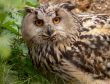 Eagle Owl