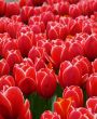 Red tulips