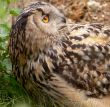 Eagle Owl