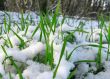 Grass under snow