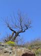 Lonely tree under blue sky