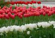 Field of red and white tulips