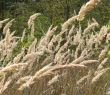 Dry Grass on a Wind
