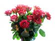 Bouquet of roses