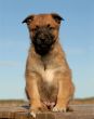 puppy malinois