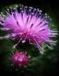 Violet flower