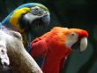 Parrot of the Ara