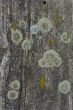 Set Of Lichens