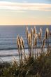 Golden grass